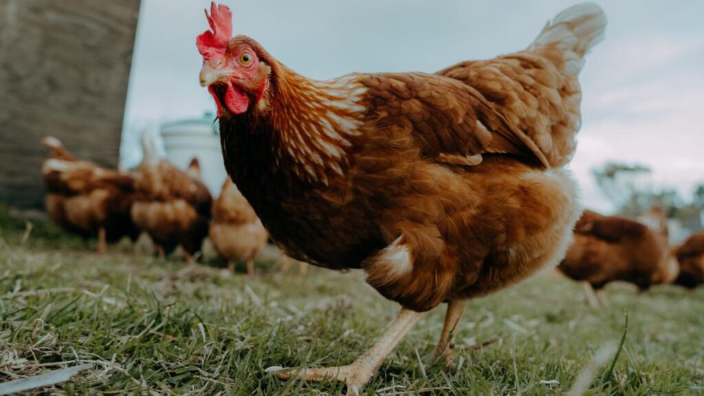 Americanii închiriază găini, din cauză că nu se mai găsesc ouă