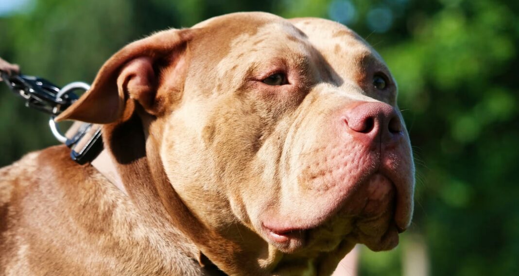 Pitbull din incidentul din Tennessee nu a fost singurul canin american care a descărcat o armă de foc în ultimii ani (Foto: Altaf Shah/Getty )