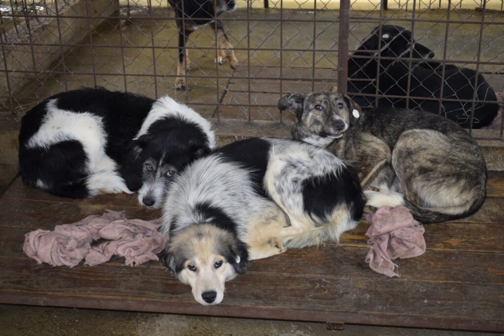 Gorj: Cursuri de prim ajutor pentru resuscitarea animalelor rănite