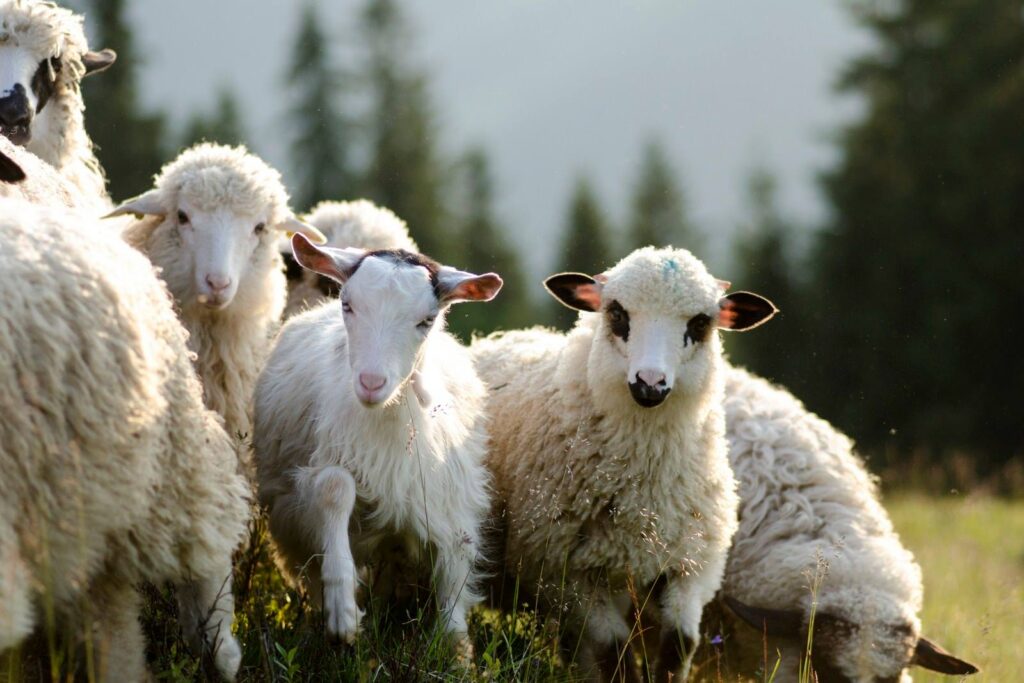 Trei ferme de carantină pentru ovine în județul Gorj