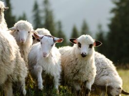 Crește numărul de ferme de ovine din Gorj