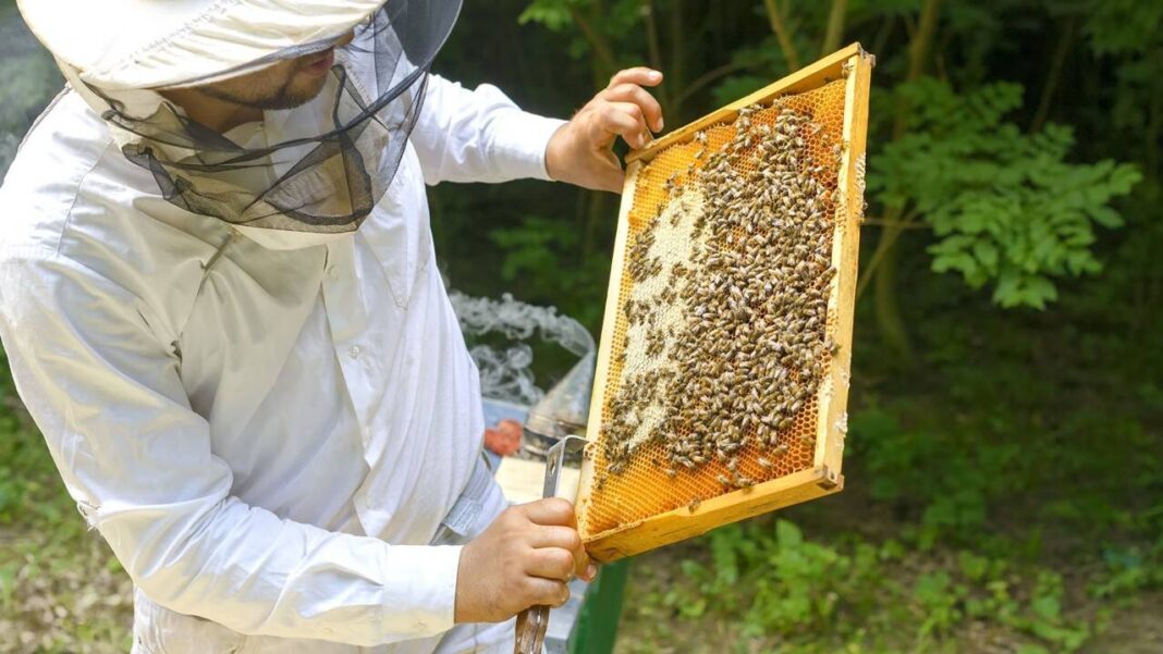 Apicultorii pot depune la APIA cererile de plată pentru intervenţiile sectorului aferente apicol 2025
