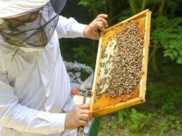 Apicultorii pot depune la APIA cererile de plată pentru intervenţiile sectorului aferente apicol 2025