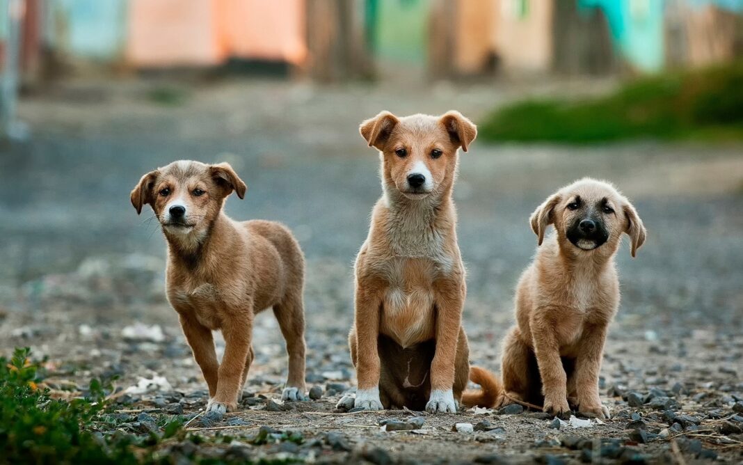 Campanie de sterilizare gratuită pentru câinii din comuna Vladimir