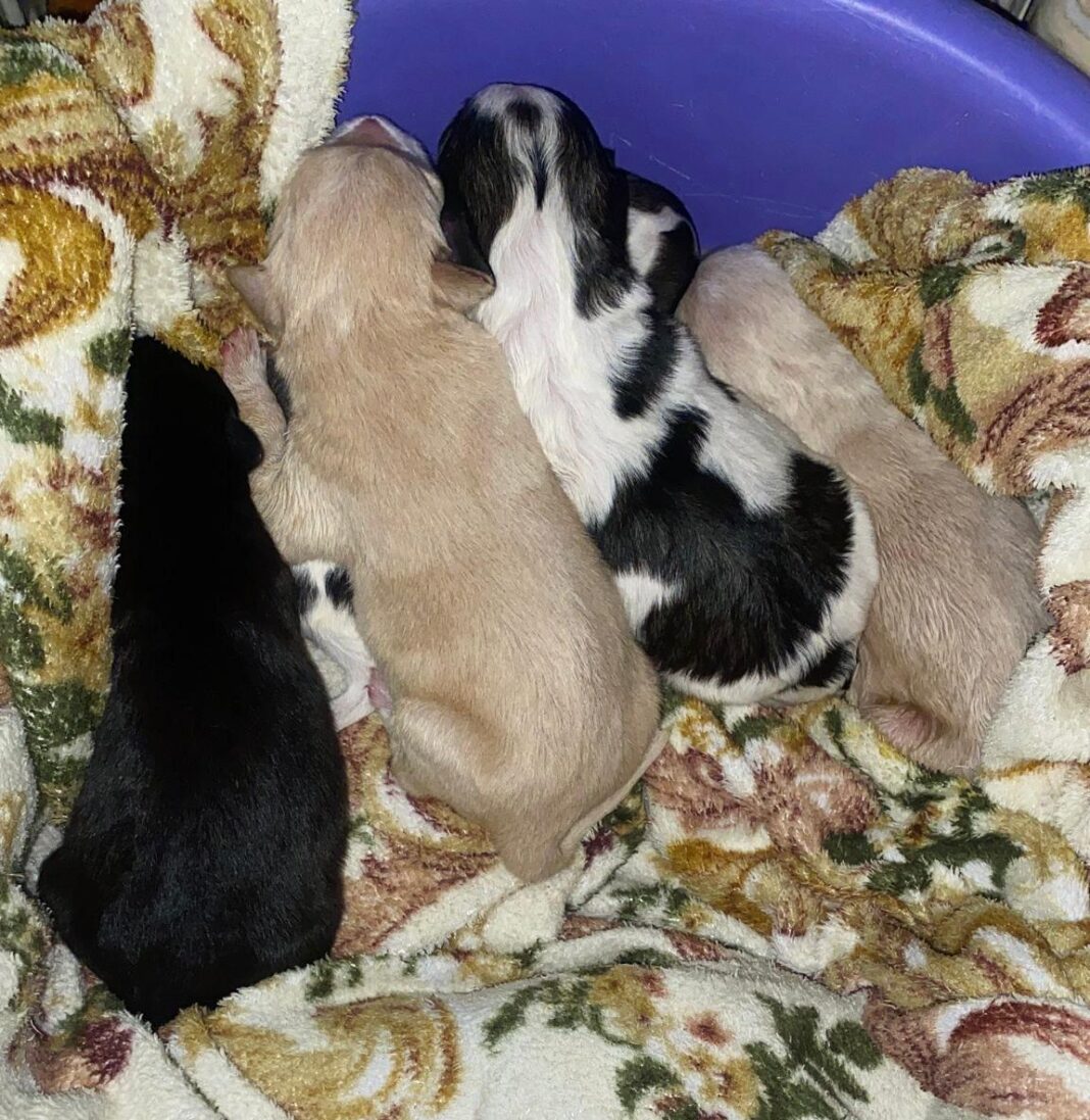 Cinci cățeluși salvați de polițiștii Biroului pentru Protecția Animalelor
