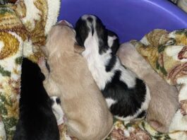 Cinci cățeluși salvați de polițiștii Biroului pentru Protecția Animalelor