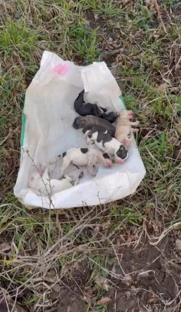 Gorj: Şapte căței nou-născuți, aruncați într-un sac în pădurea de la Lelești