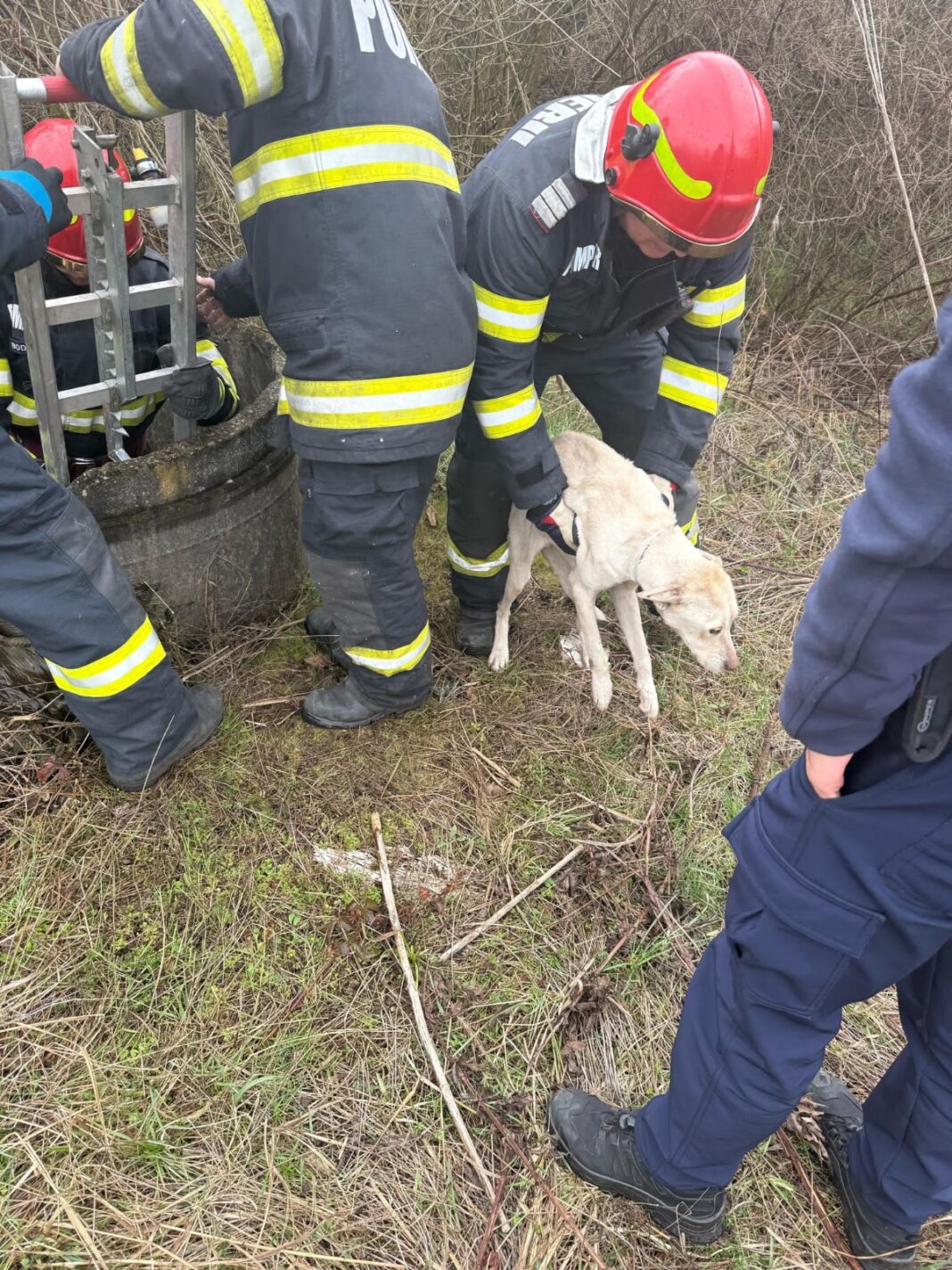 Gorj: A fost reținut bărbatul care a aruncat o cățelușă într-un puț