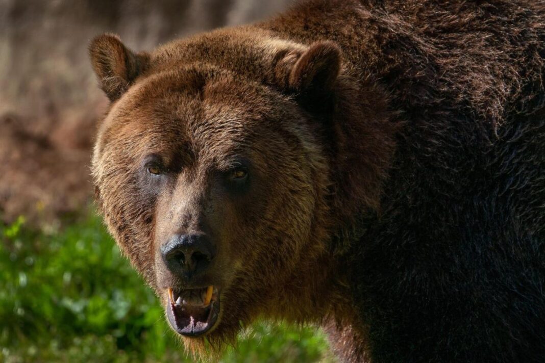 Ursul care a atacat salvamontistul din Predeal a fost împuşcat