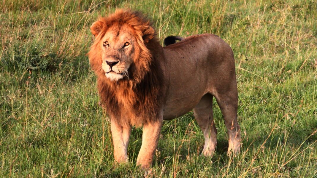 Copilul era acasă la o fermă de lângă Parcul Național Nairobi