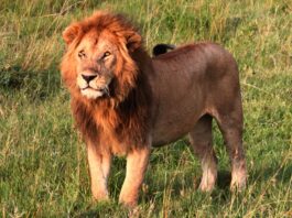 Copilul era acasă la o fermă de lângă Parcul Național Nairobi