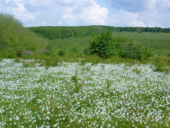 Poiana Narciselor din Târgu Jiu