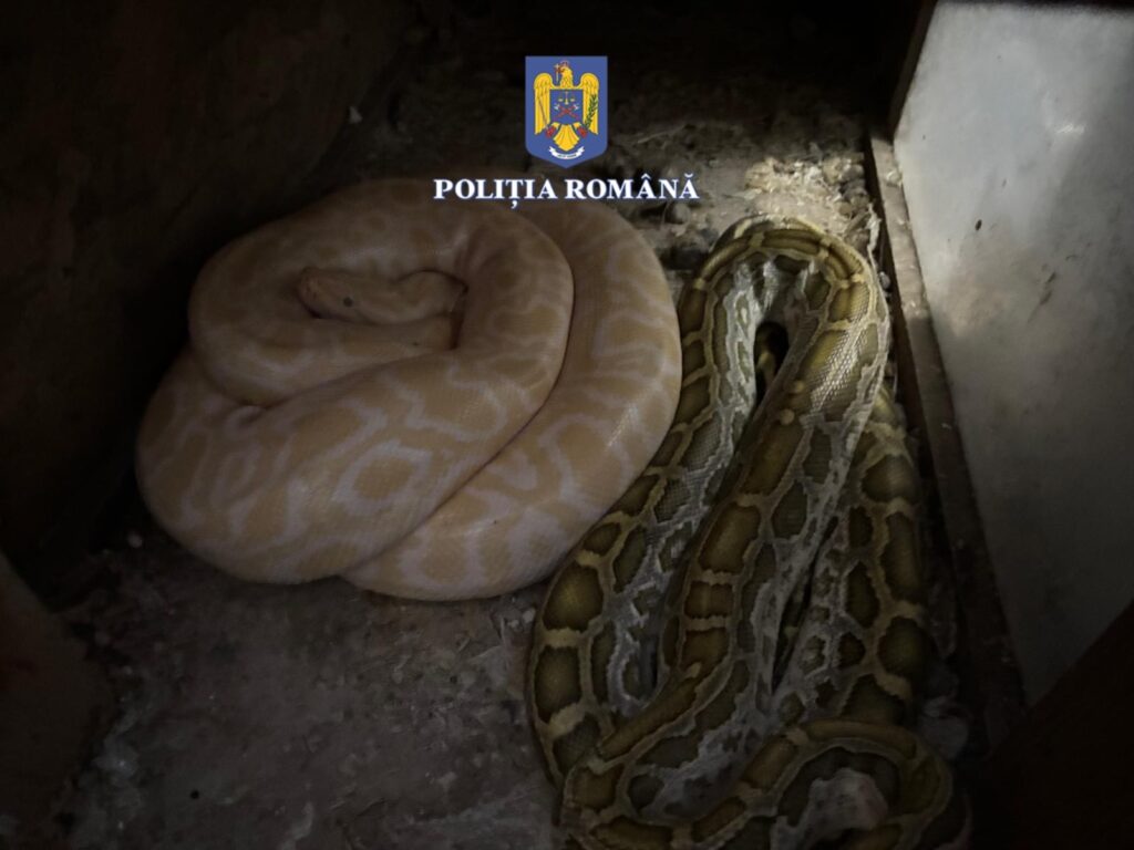 Olt: Percheziții la un bărbat care creștea șerpi. Este bănuit că îi hrănea cu pisici și iepuri