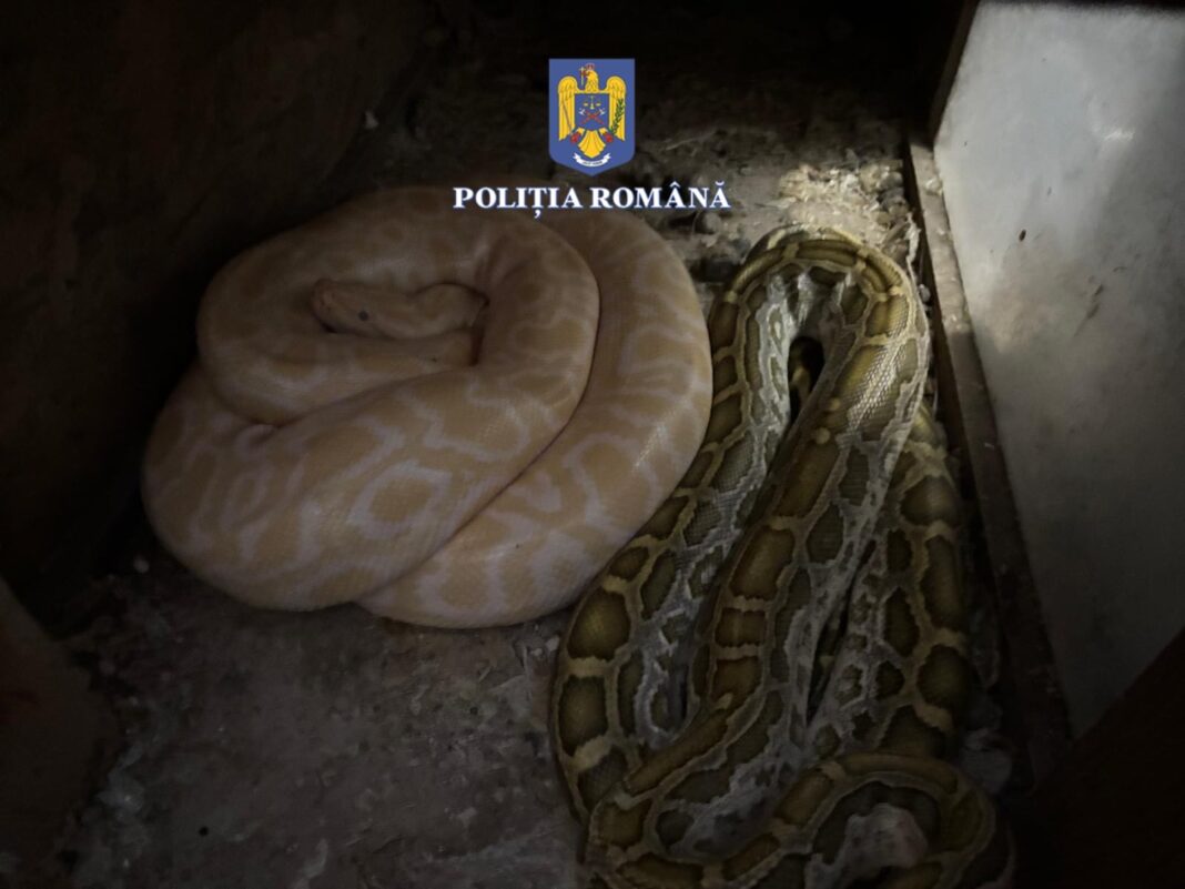 Olt: Percheziții la un bărbat care creștea șerpi. Este bănuit că îi hrănea cu pisici și iepuri