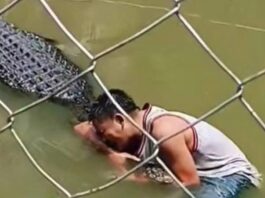 Turist atacat brutal de un crocodil după ce a intrat în apă să-și facă selfie