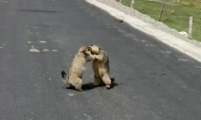 Două marmote opresc traficul cu o bătaie neobișnuită în mijlocul drumului