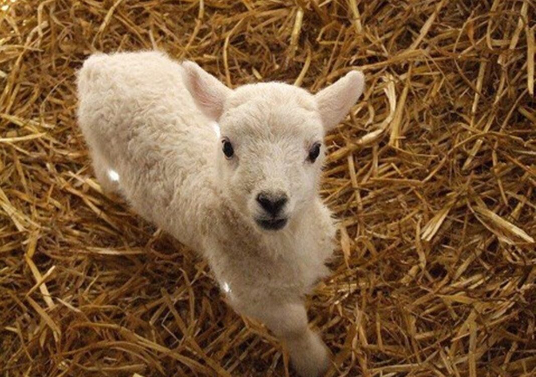 Un şofer a încercat să mituiască poliţiştii cu un miel, ca să scape de sancţiuni