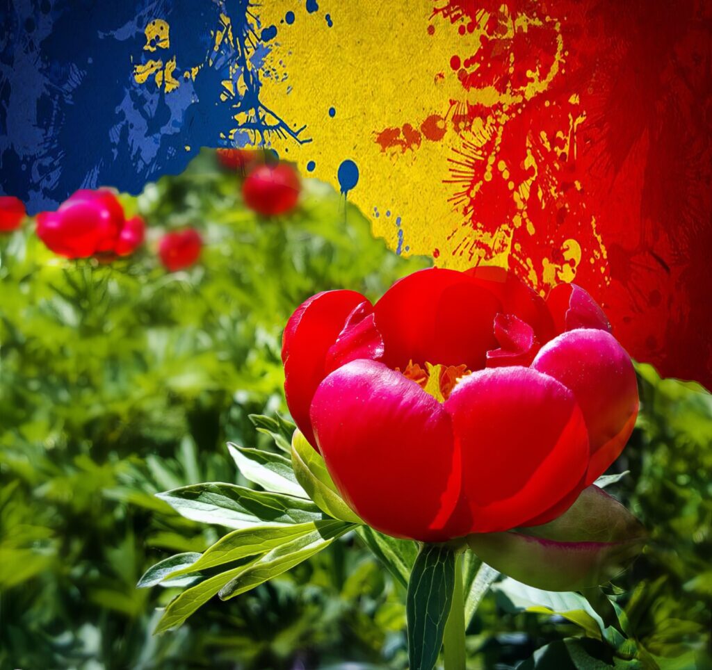 15 mai, Ziua bujorului românesc, floarea naţională a României