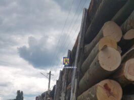 ransport de material lemnos depistat cu nereguli pe DN 7