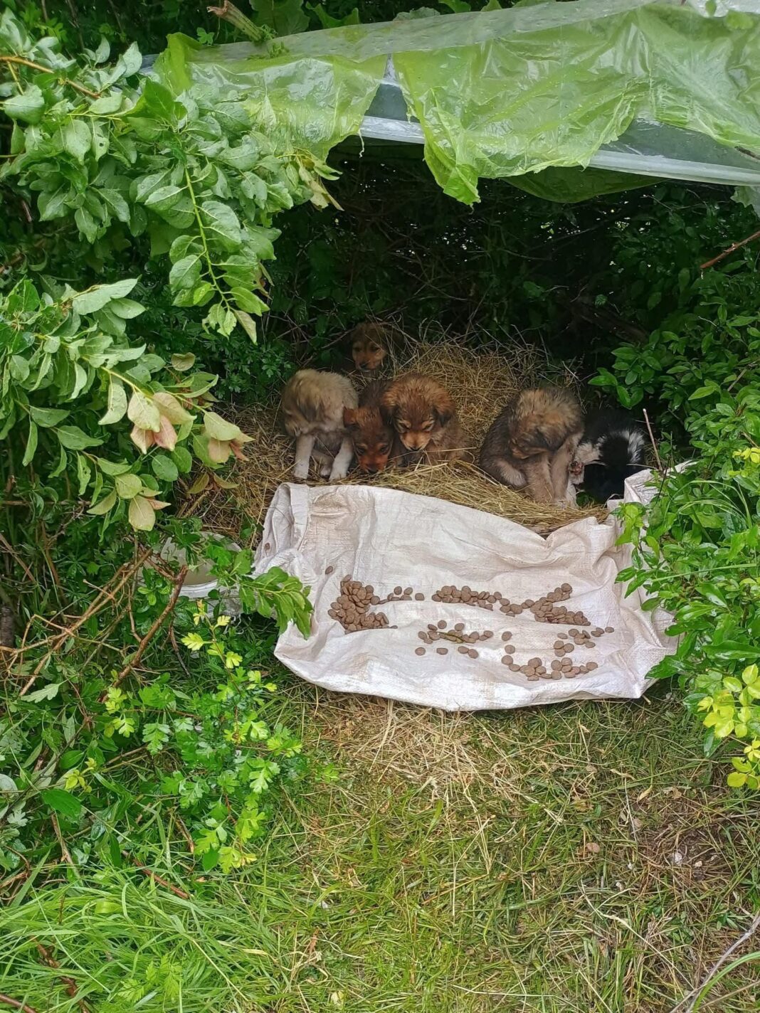 Gorj: Intervenție pentru salvarea a trei pui de câine abandonați în satul Gureni, comuna Peștișani