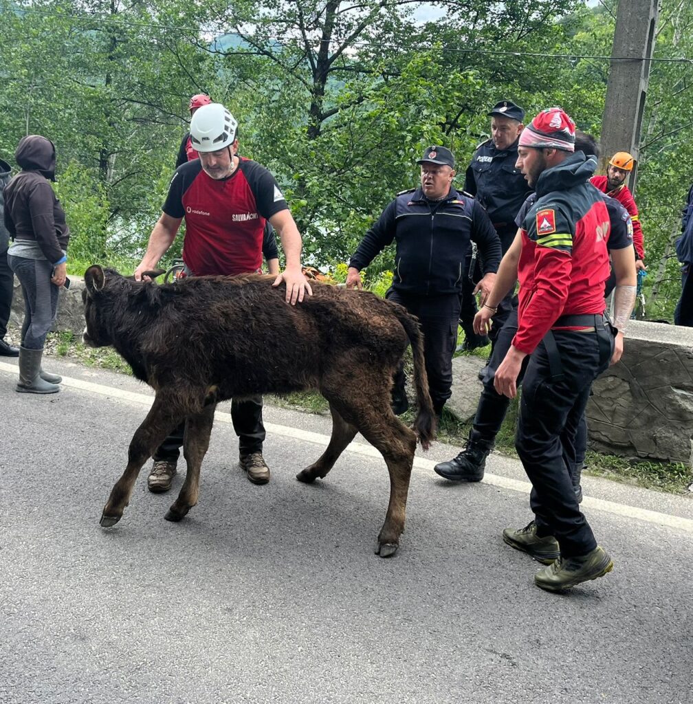 (VIDEO) Vâlcea: Vacă salvată de pompieri și salvamontiști din zona barajului Malaia