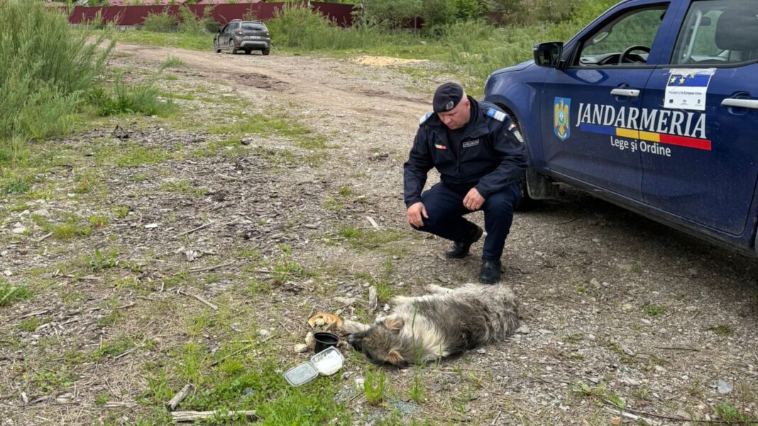 O femeie a legat de mașină un câine rănit găsit la poartă și l-a târât până la un râu