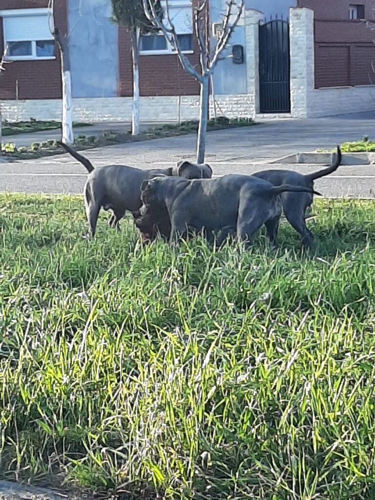 Olt: Bărbat cercetat de polițiștii de la Protecția Animalelor