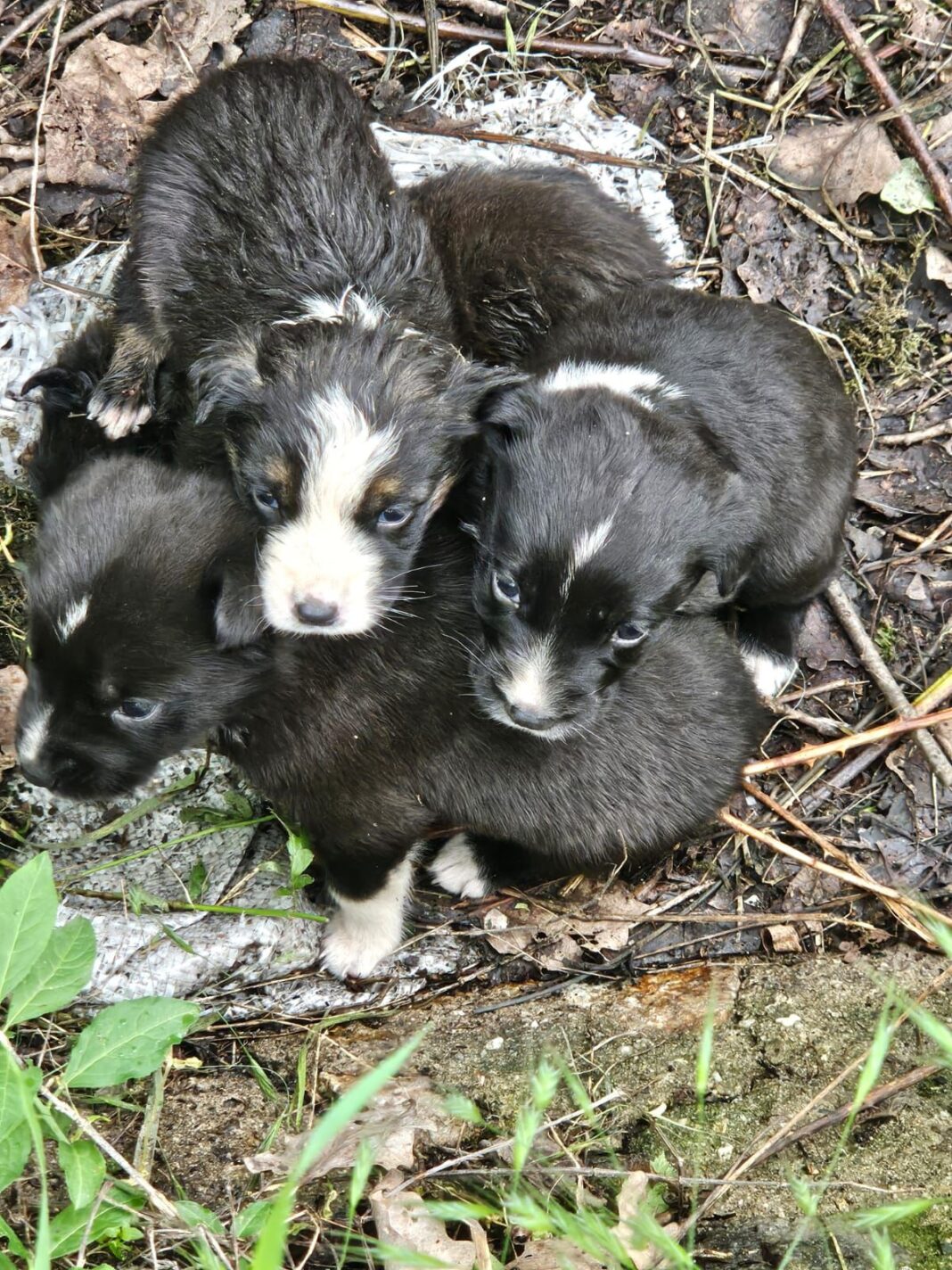 Gorj: 7 căței, abandonați pe marginea unui drum