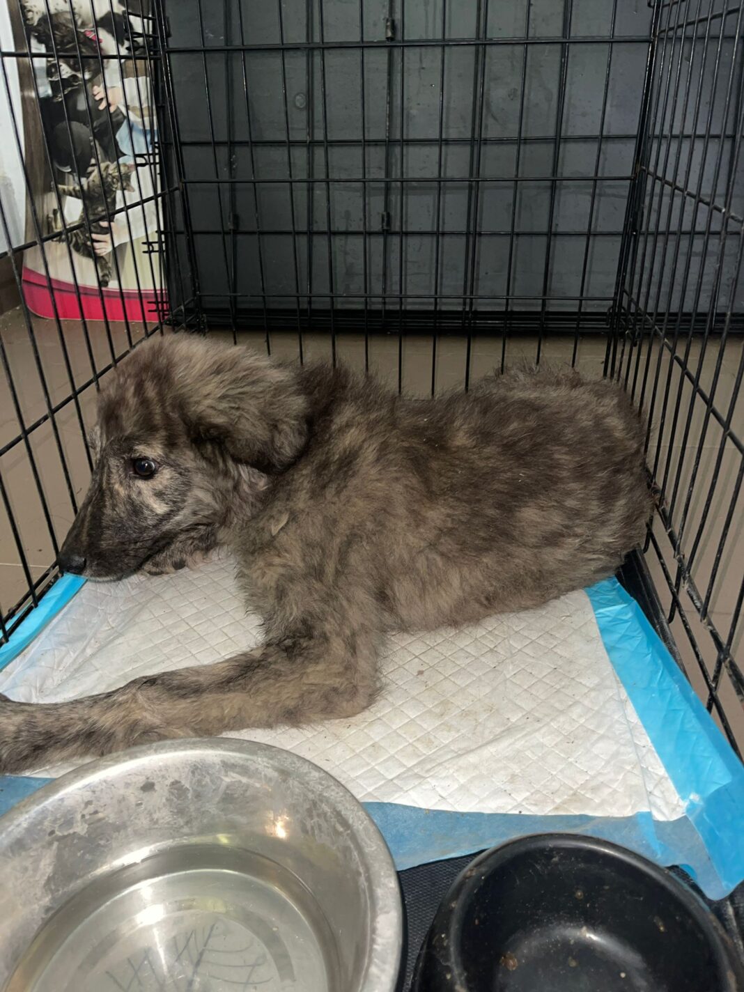 Câine rănit, salvat de Serviciul pentru Protecția Animalelor Gorj de la Plopșoru