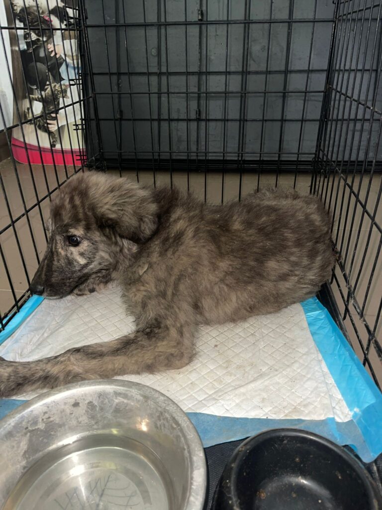 Câine rănit, salvat de Serviciul pentru Protecția Animalelor Gorj de la Plopșoru