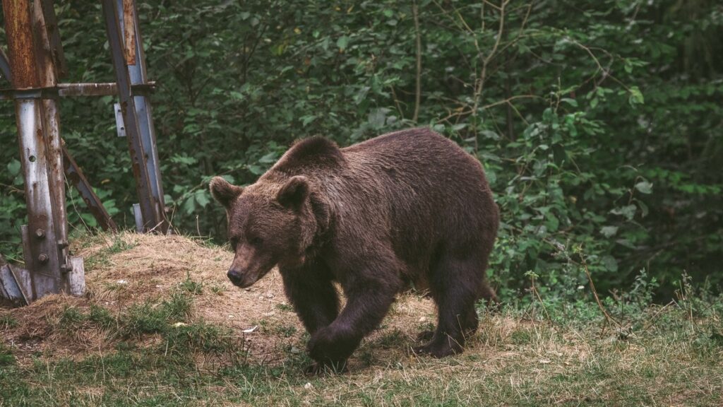 Alertă RO-Alert la Mănăstirea Sinaia După Apariția unui Urs în Curte