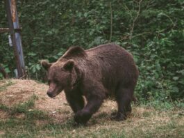 Cioban atacat de urs la o stână din Argeş
