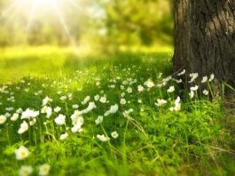 Potrivit prognozei pe patru săptămâni emise de Administrația Națională de Meteorologie. Temperaturile medii vor fi ușor mai ridicate