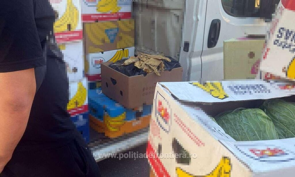 (VIDEO) Aproximativ o tonă de tutun vrac ascunsă într-un microbuz cu varză