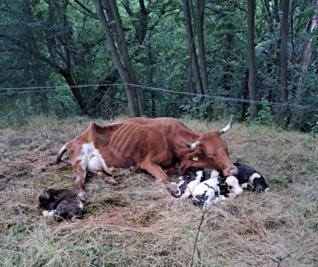 Caz rar în Gorj: o vacă a fătat patru viței