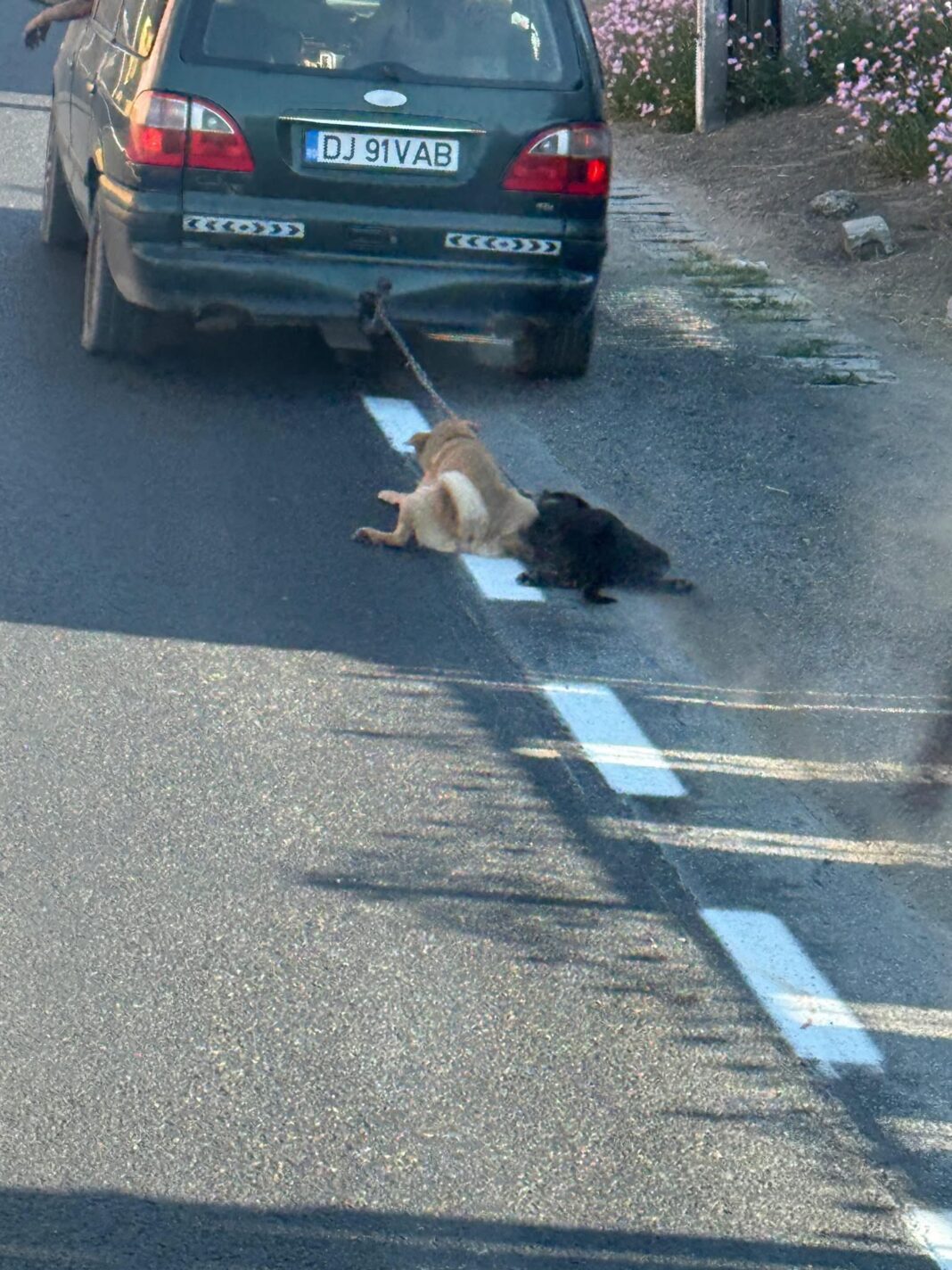 Cei doi căței trași după mașină de un tânăr doljean (Foto: Ziarul de Calafat)