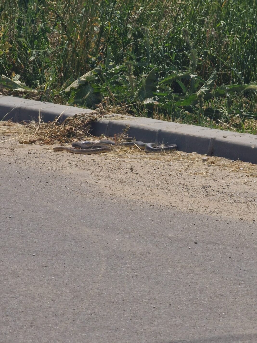 Șerpii și-au făcut apariția și-n Craiova