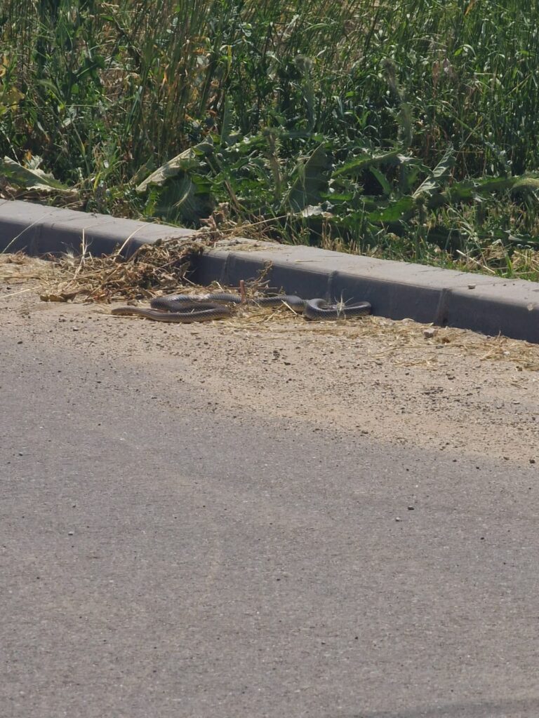 Craiova: Șerpi în cartierul ANL din spatele Parcului Romanescu