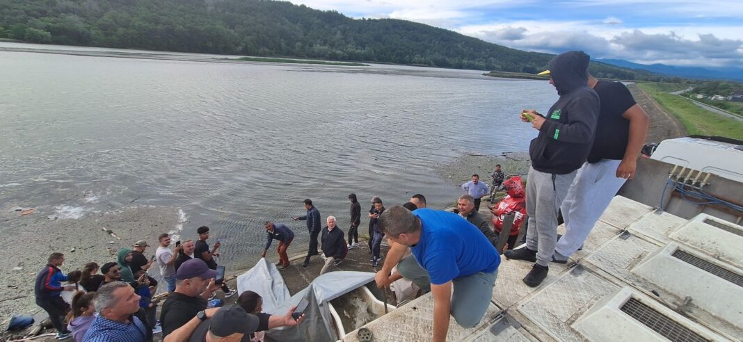 Râul Jiu a fost populat cu 1.500 de kilograme de pește