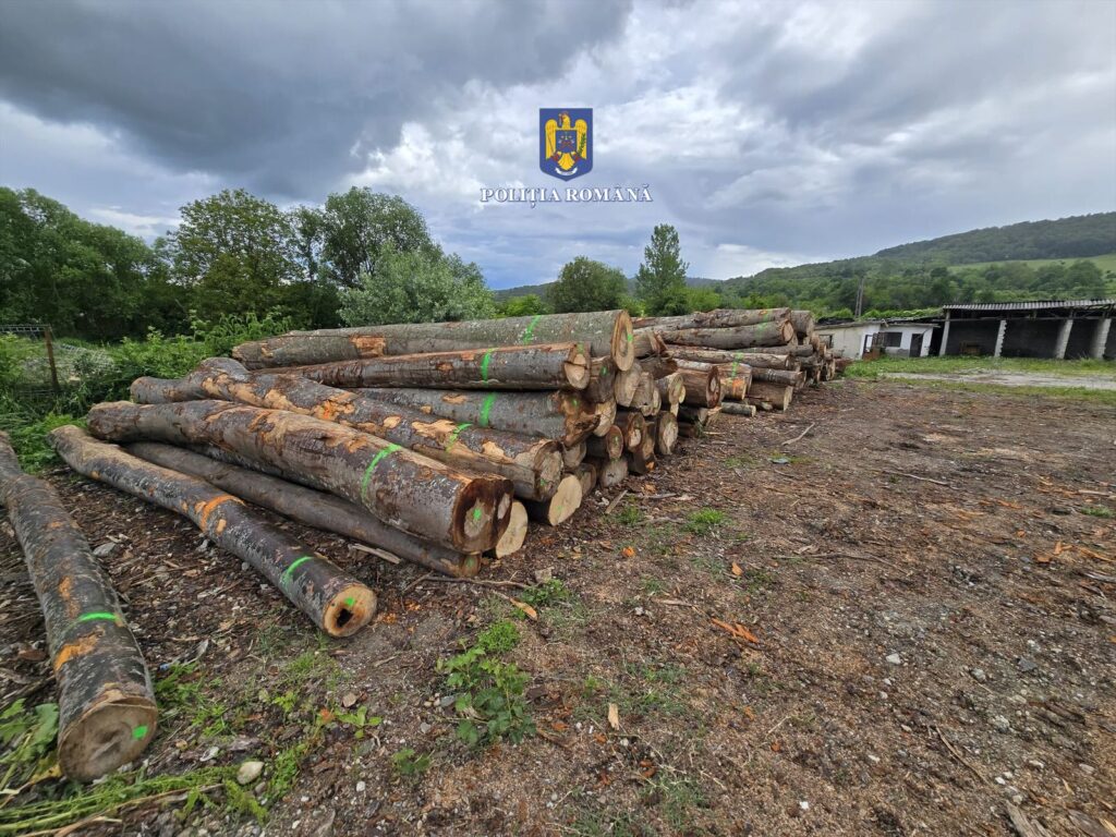 (VIDEO) Captură uriașă de lemn în Vâlcea: Amenzi de 40.000 de lei și un camion pus sub sechestru