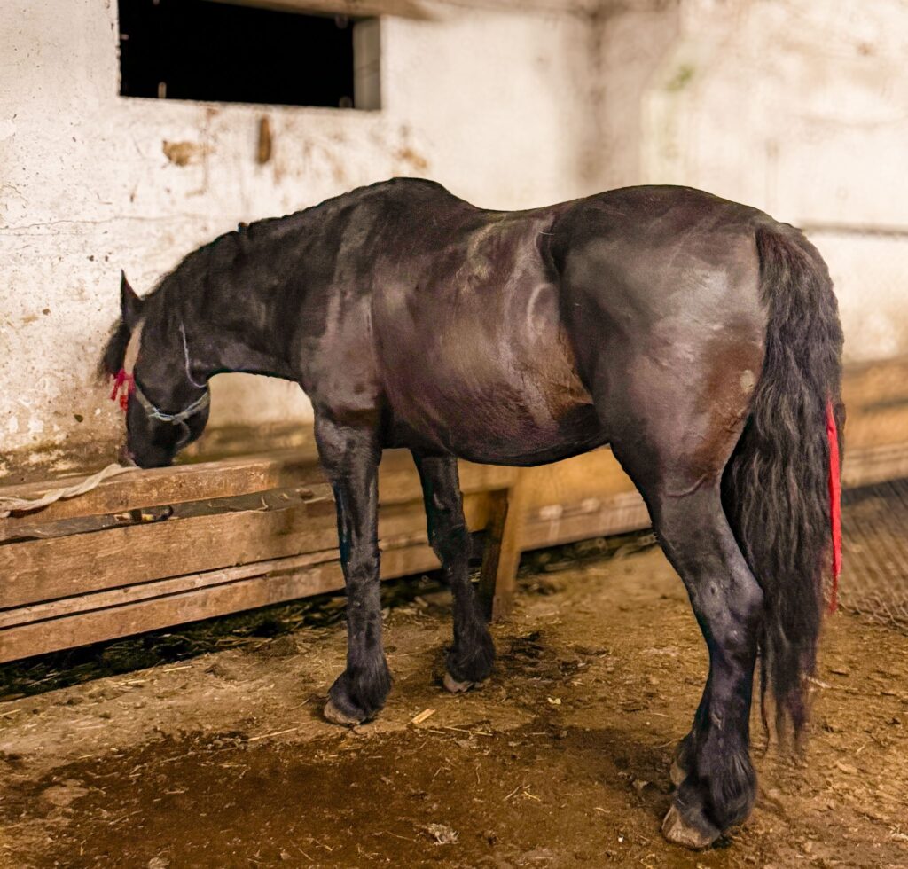Gorj: Trei bărbați, reținuți pentru schingiuirea animalelor la un concurs ilegal de tracțiune
