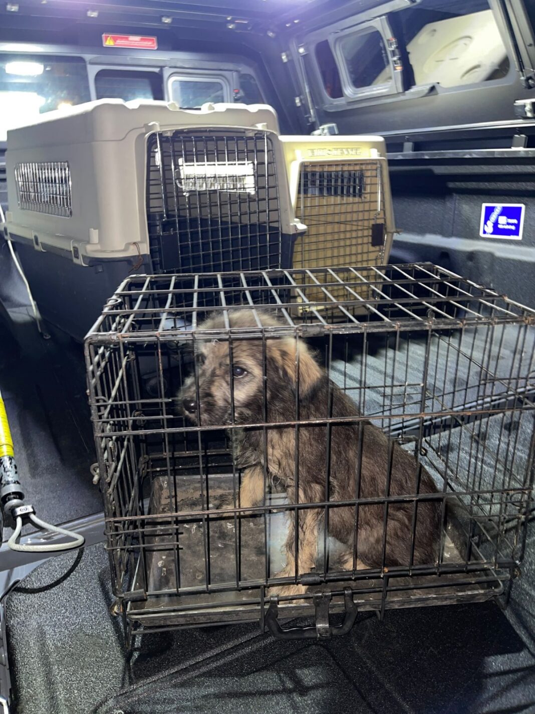 Gorj: Cățel abandonat, găsit înfometat și bolnav pe o stradă din Tismana