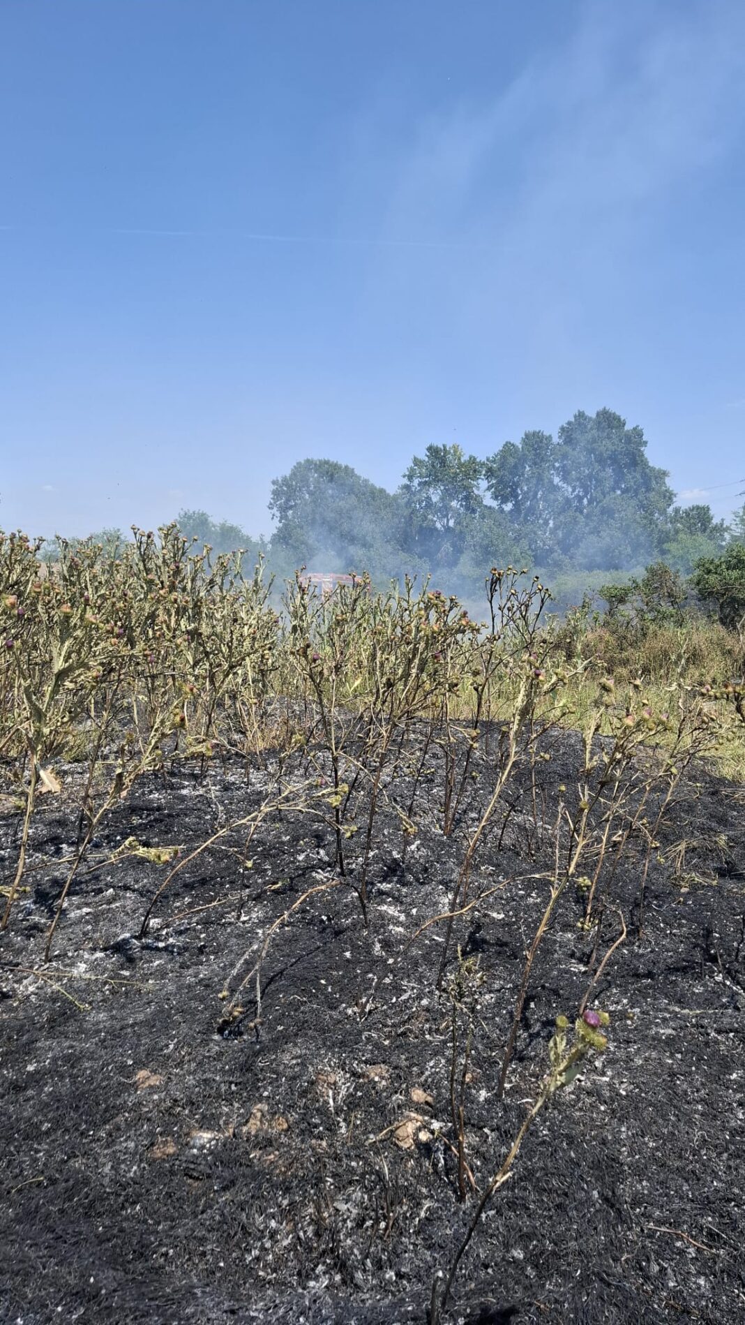 Dolj: Incendiu de vegetație uscată la Albești