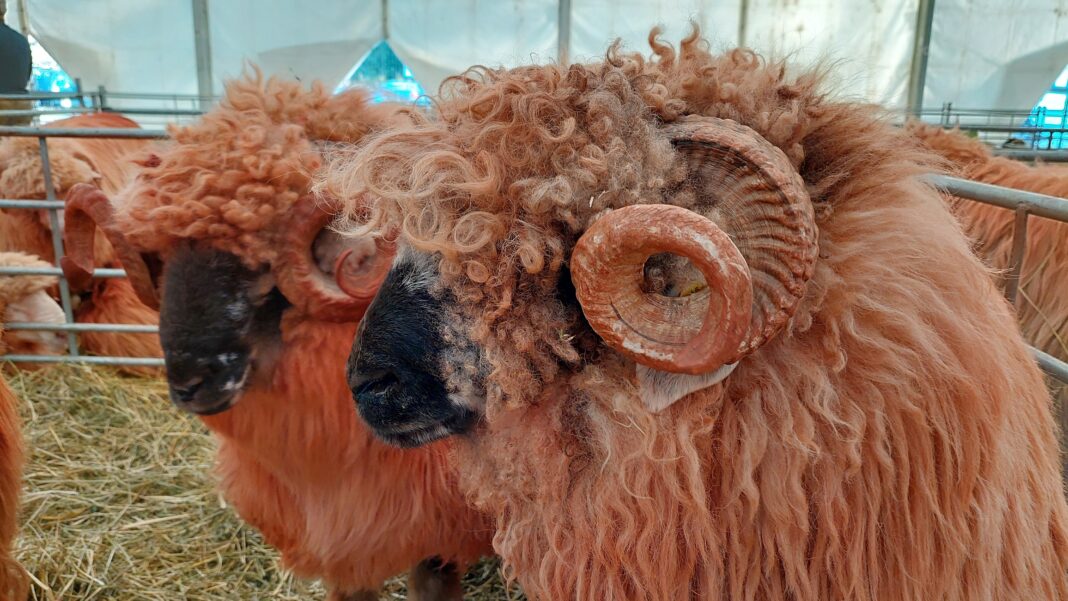 Peste 48,5 milioane de lei, sprijin pentru crescătorii de animale