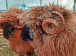 Peste 48,5 milioane de lei, sprijin pentru crescătorii de animale