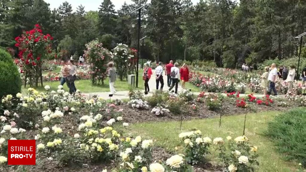 Grădina botanică cu peste 800 de soiuri de trandafiri, pregătită să te încânte