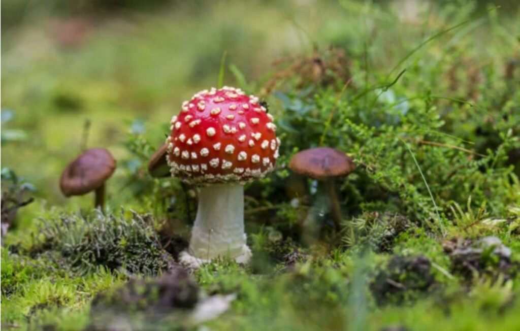 O ciupercă periculoasă, introdusă ilegal în SUA, poate afecta culturile agricole