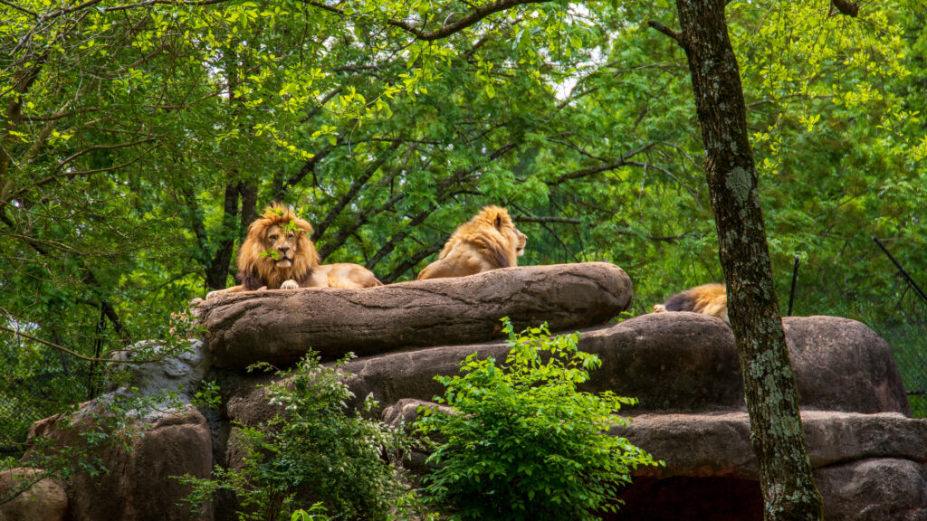 Ocazie unică pentru turişti! Pot vizita o grădină zoologică pe timp de noapte