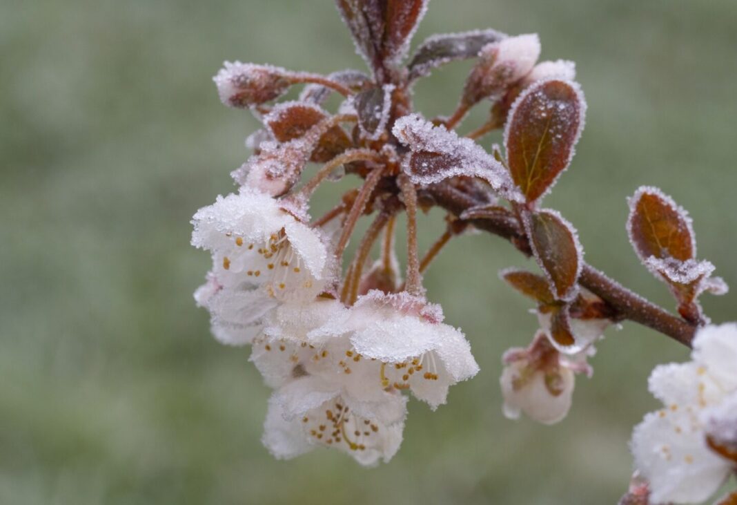 România a solicitat Comisiei Europene sprijin de urgenţă pentru fermierii afectaţi de îngheţul târziu din primăvară