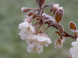 România a solicitat Comisiei Europene sprijin de urgenţă pentru fermierii afectaţi de îngheţul târziu din primăvară